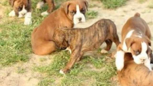 Lindos boxer Cachorro Cachorro 