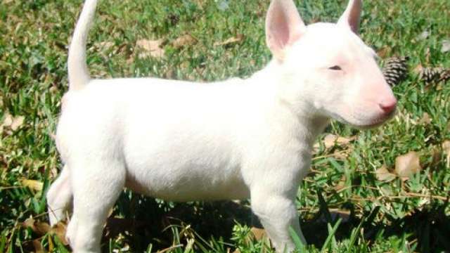 Bull terrier cachorros disponíveis 