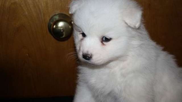 Lindo cachorro samoiedo para venda