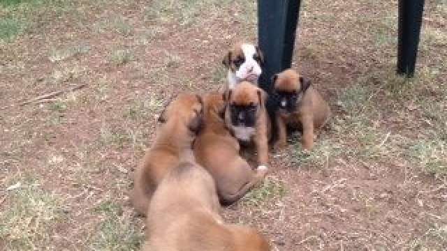 Cachorro de cachorro cute boxer fulvo 