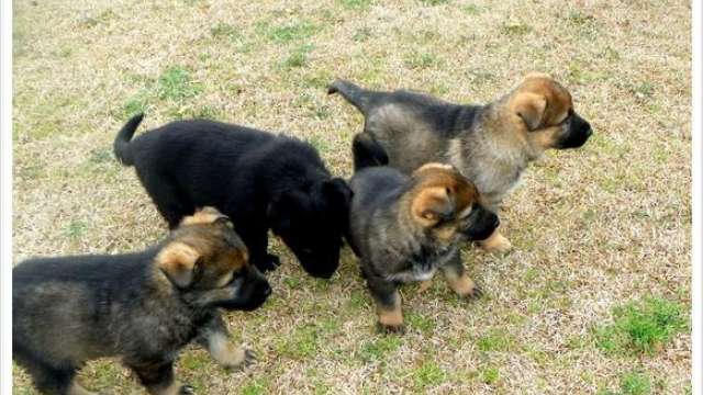 Excelentes Cachorro de pastor alemão