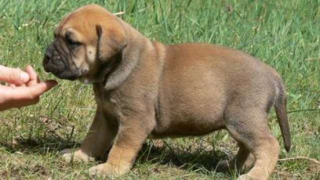 Cachorro de mastiff precisam de um lar