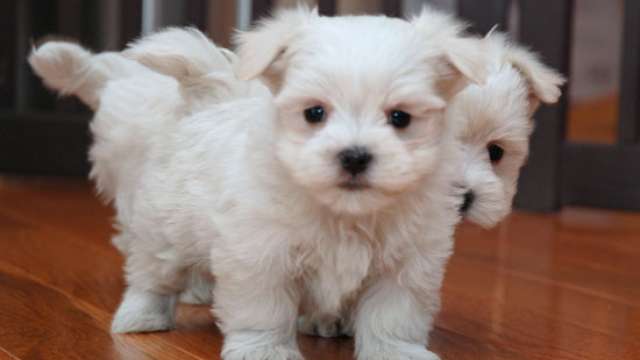 Maltês cachorros para venda 