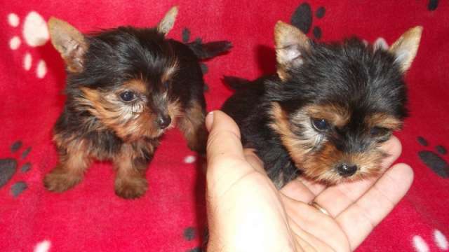 Yorkshire terrier cachorros para venda