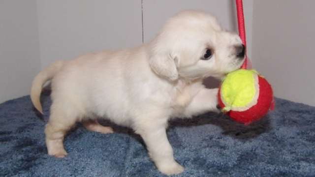 Golden retriever Cachorro para venda