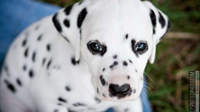 Cachorro dálmatas para venda