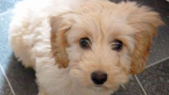 Cachorro de cachorro de cockapoo adorável