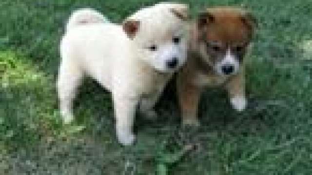 Shiba inu cachorro, encontrar