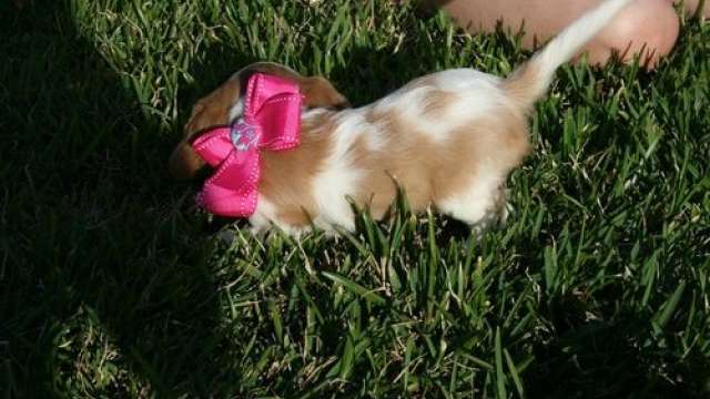 Cachorros cavalier king charles