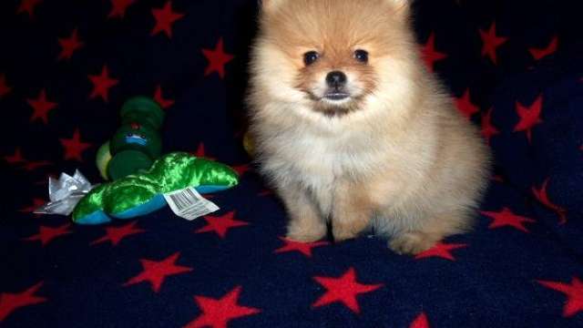 Pomerânia Cachorro disponíveis para adoção