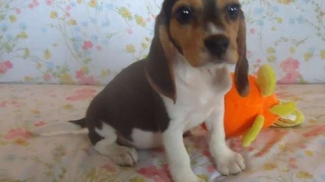 Cachorro de raça pura beagle