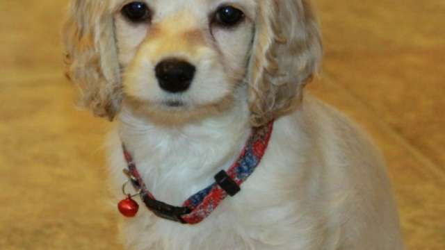 Cachorro cockapoo lindo!