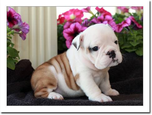 Lindos Cachorro Bulldog Inglês