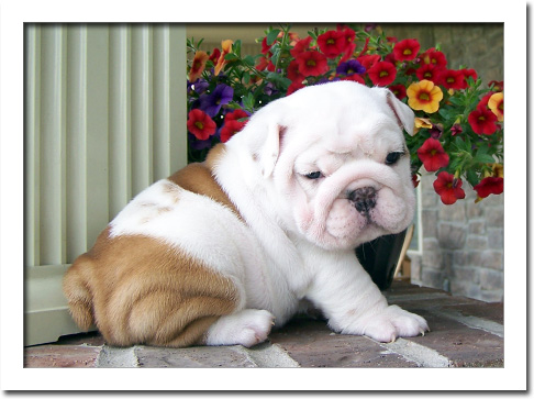 Cachorro Bulldog Inglês