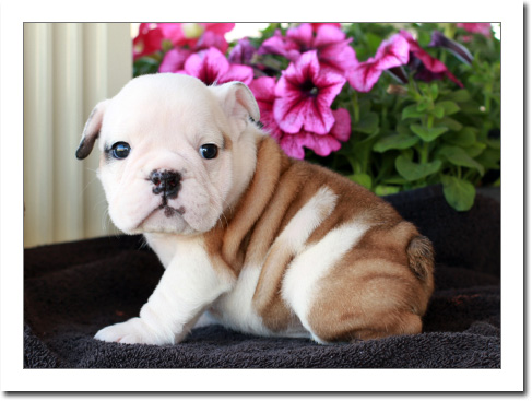 Lindos Cachorro Bulldog Inglês