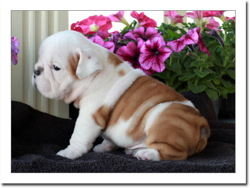 Cachorro Bulldog Inglês
