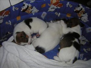 Ninhada de jack russell