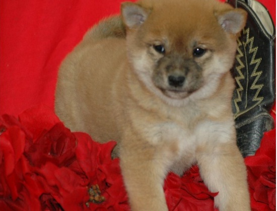 Cachorros akita inu.