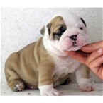 bonito femininas Cachorro Bulldog Inglês masculino e