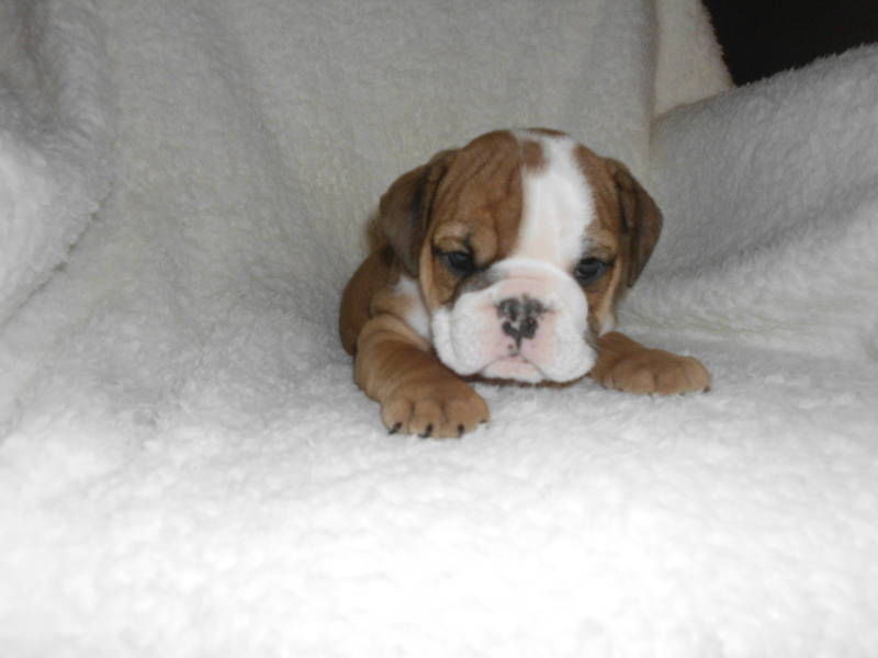 Início Bulldog Inglês Cachorro