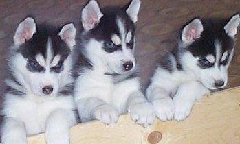 Cachorro husky siberiano masculino e feminino com olhos azuis
