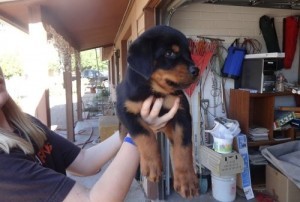 Preto e Marrom Rottweilers para Adoção