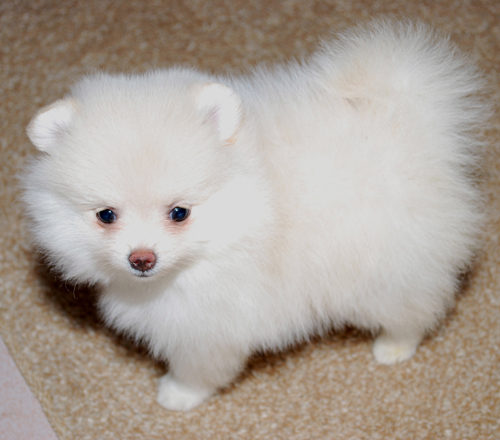 Pomeranian cachorros registados para venda