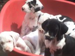 Masculinos e femininos grandes dinamarqueses Cachorro prontos para adoção agora