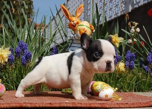   bouldogue Frances  cachorros