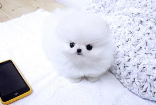  cute pomeranian puppies. FREE