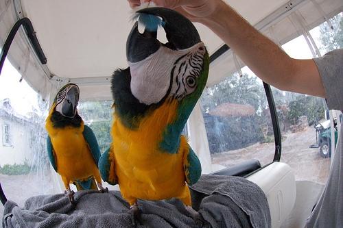  beautiful macaw and cockatoo couple babbling parrots 