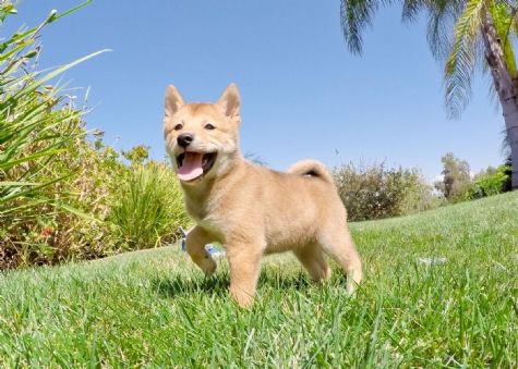  	 Shiba Inu Puppy!!! Petra (female)