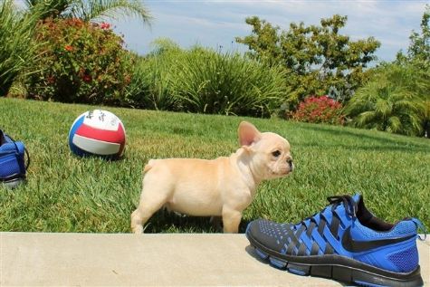  	 Stunning Male CKC French Bulldog Puppy for Sale  Read more: http://www.usfreeads.com/3592203-cls.html#ixzz3lGkKSVSW