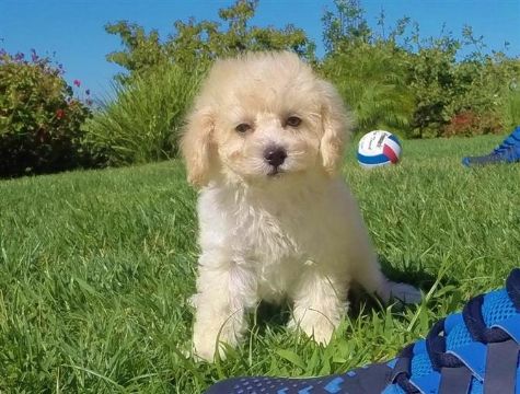 Gorgeous CavaPoo Designer Puppy for Sale