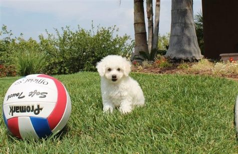  	 Cutest MaltiPoo Hybrid Puppy 4 Sale 