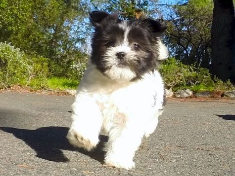  	 Maltese x Shih Tzu x Cutest Teddy Bear Hybrid Pup 