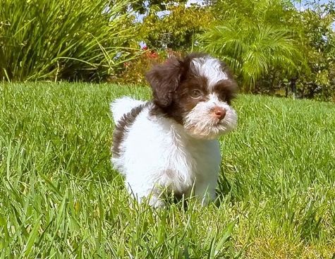 Incredibly Beautiful Havanese Puppy 