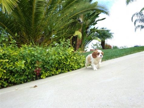  	 WOW - Cavalier King Charles Spaniel puppy