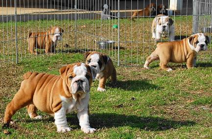 Inglês bulldog Cachorro para adoção.