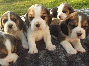 Cachorro de cachorro beagle