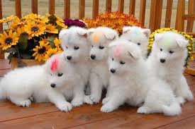 Cachorro de Samoyed presentes