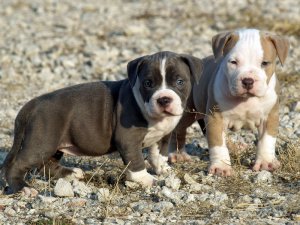 filhotes de Pitbull Terrier americano à procura