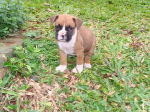 Cachorro de boxer