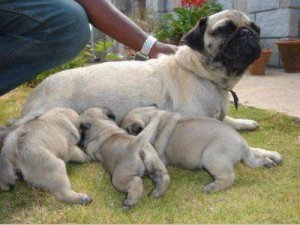 Cachorro de super pug prontos para adoção a qualquer família amor