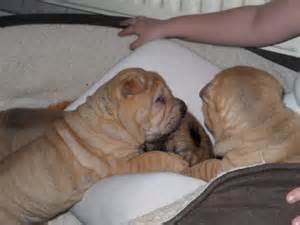 De chocolate marrom bonita chineses Cachorro Shar -Pei