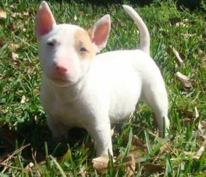 Cachorro de Bull Terrier Branco