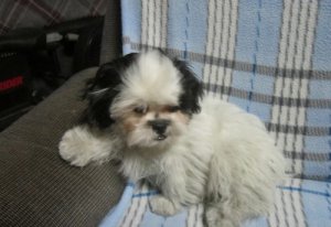 manchas pretas Shih Tzu Cachorro