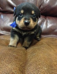 Rottweiler Cachorro