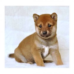 Shiba Inu Cachorro disponíveis
