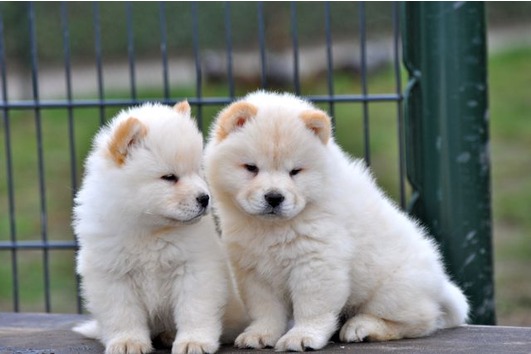 Cachorro chow chow para adopção